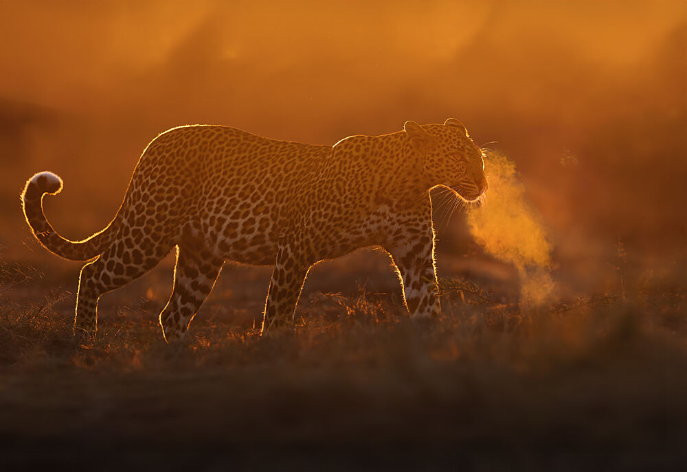Leopards Golden Breath art print by Georg Scharf for $57.95 CAD