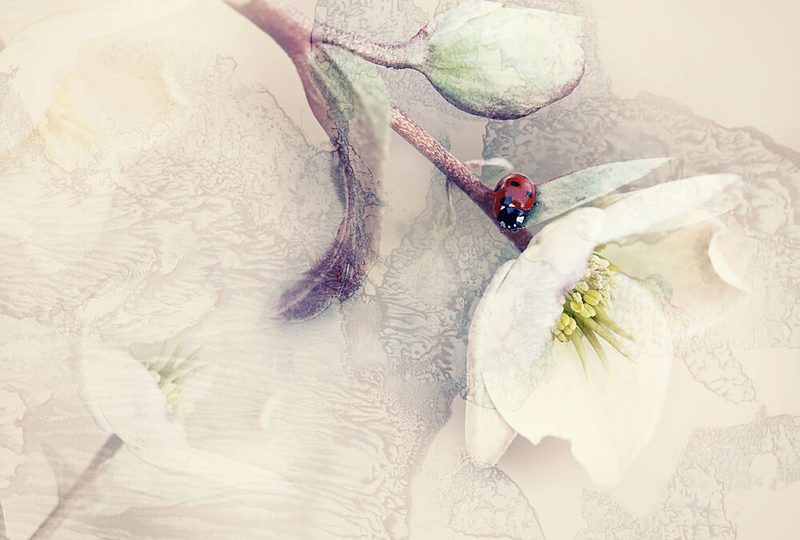 Gentle Bloom Ladybug art print by Ellen van Deelen for $57.95 CAD