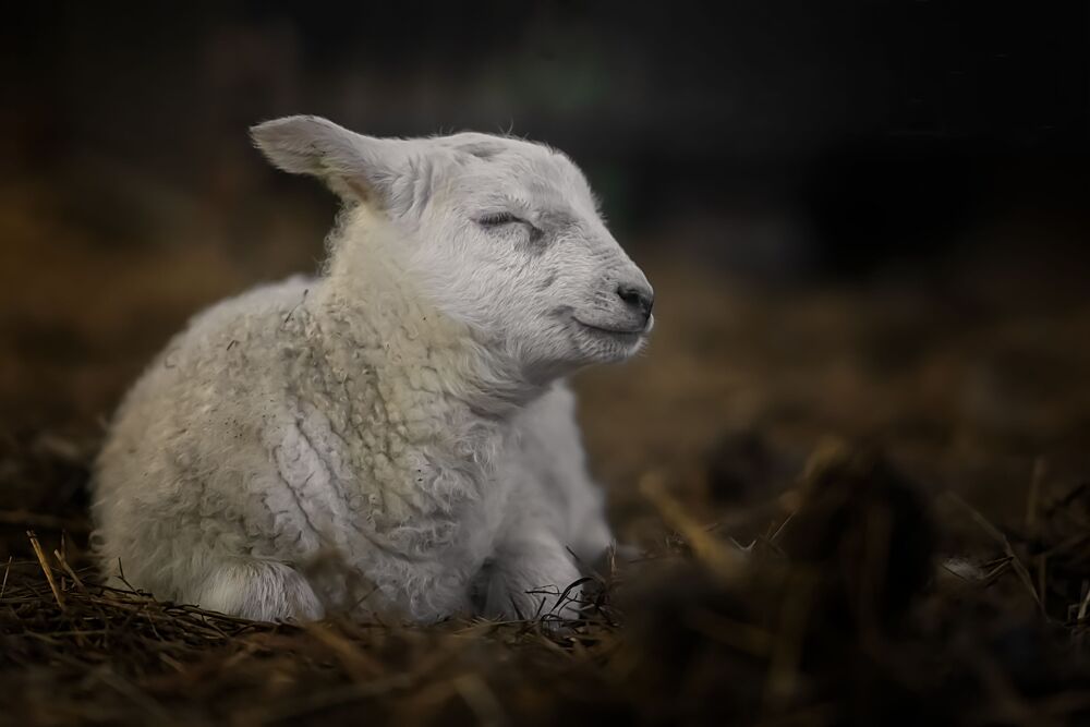 Peaceful Baby Lamb art print by Gert van den Bosch for $57.95 CAD