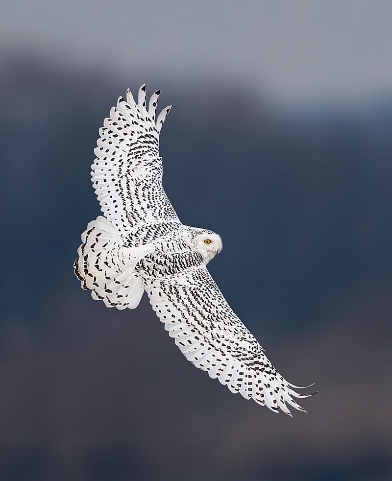 Majestic Snowy Owl Flight art print by Yunqiang LI for $57.95 CAD