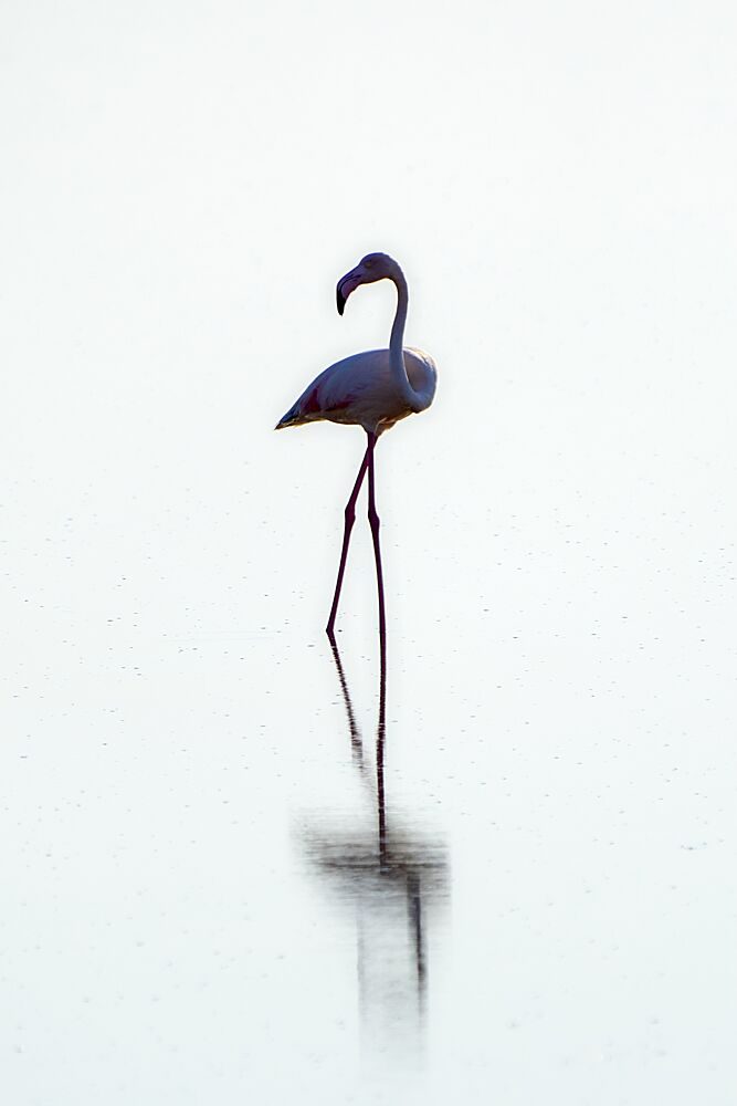 Pink Flamingo Reflection art print by H. Hossameldin for $57.95 CAD