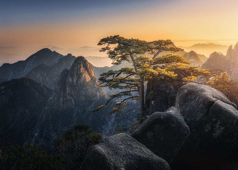 Majestic Mountain Pine art print by Yuan Cui for $57.95 CAD