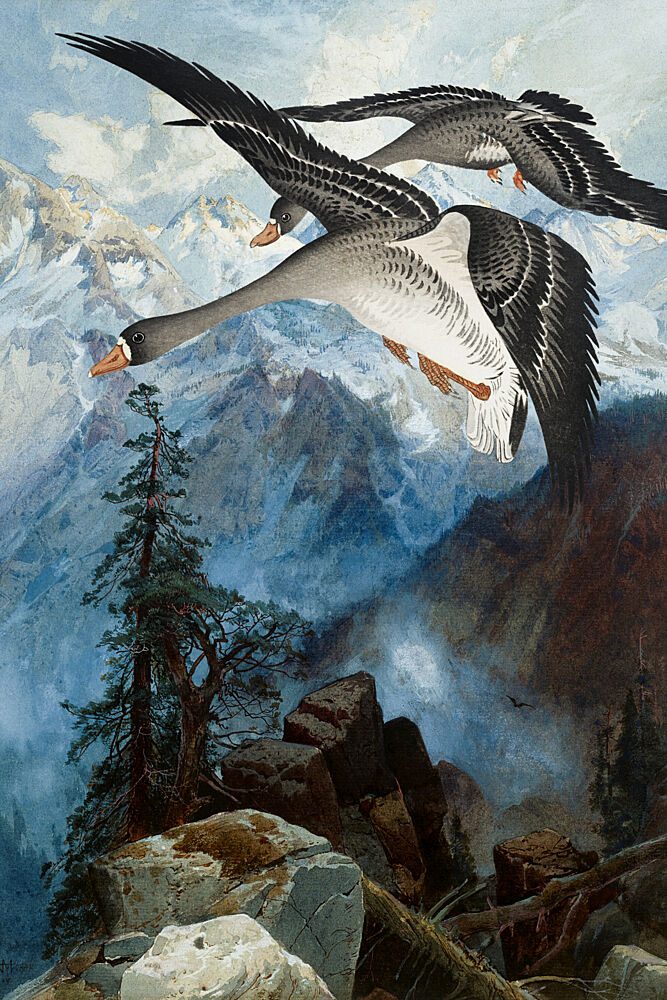 Alpine Geese Soaring art print by Marja van den Hurk for $57.95 CAD