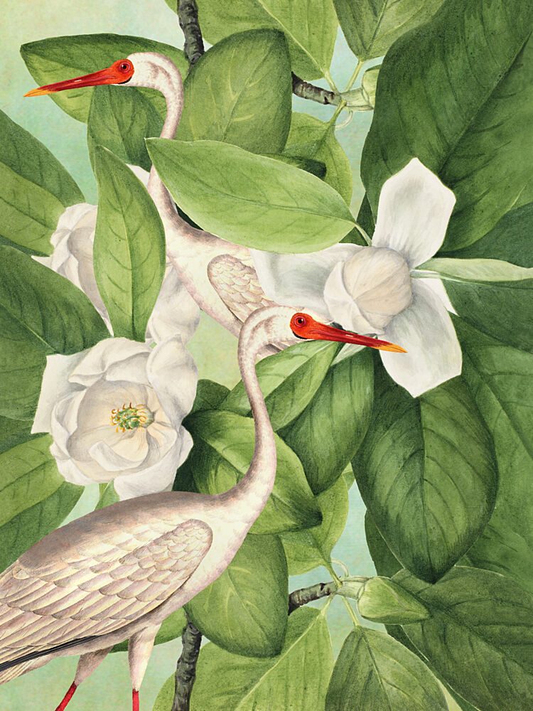 Ibises Among Magnolias art print by Marja van den Hurk for $57.95 CAD