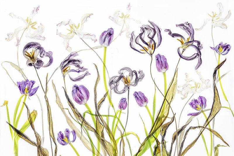 Fading Purple Tulips art print by Cheryl Eagers for $57.95 CAD