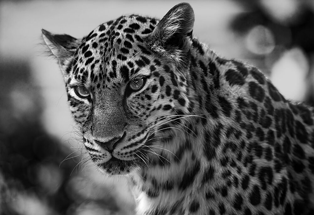 Polka-Dotted Leopard art print by Amasachin for $57.95 CAD