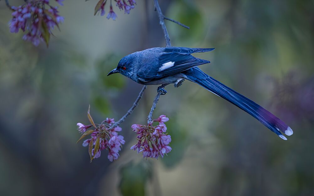 Blue Bird Pink Blossoms art print by Yu Lin for $57.95 CAD