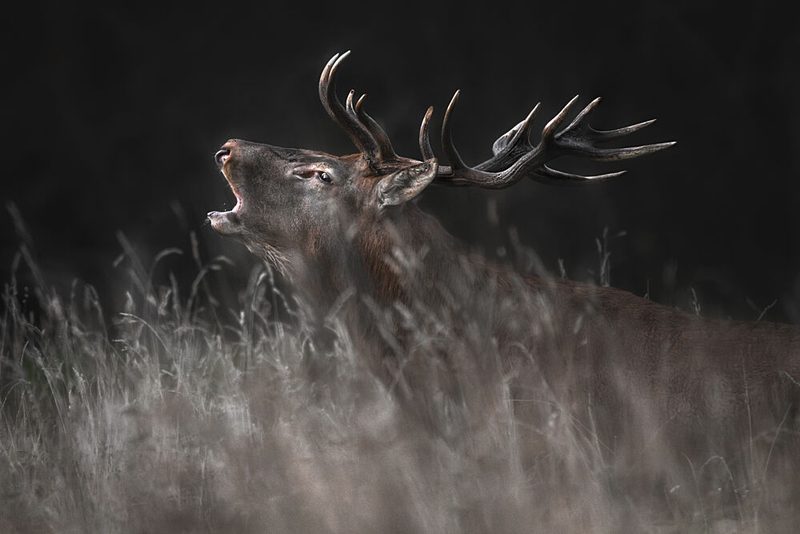 Majestic Roaring Stag art print by Olga Rudchenko for $57.95 CAD