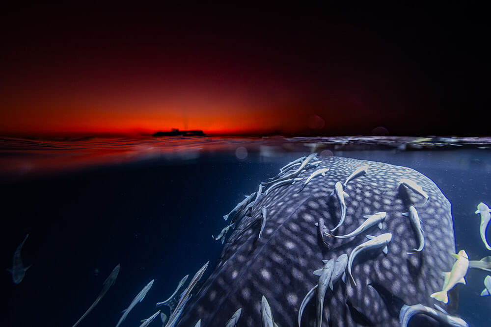 Whale Shark Sunset art print by Tomoyuki Fujikawa for $57.95 CAD