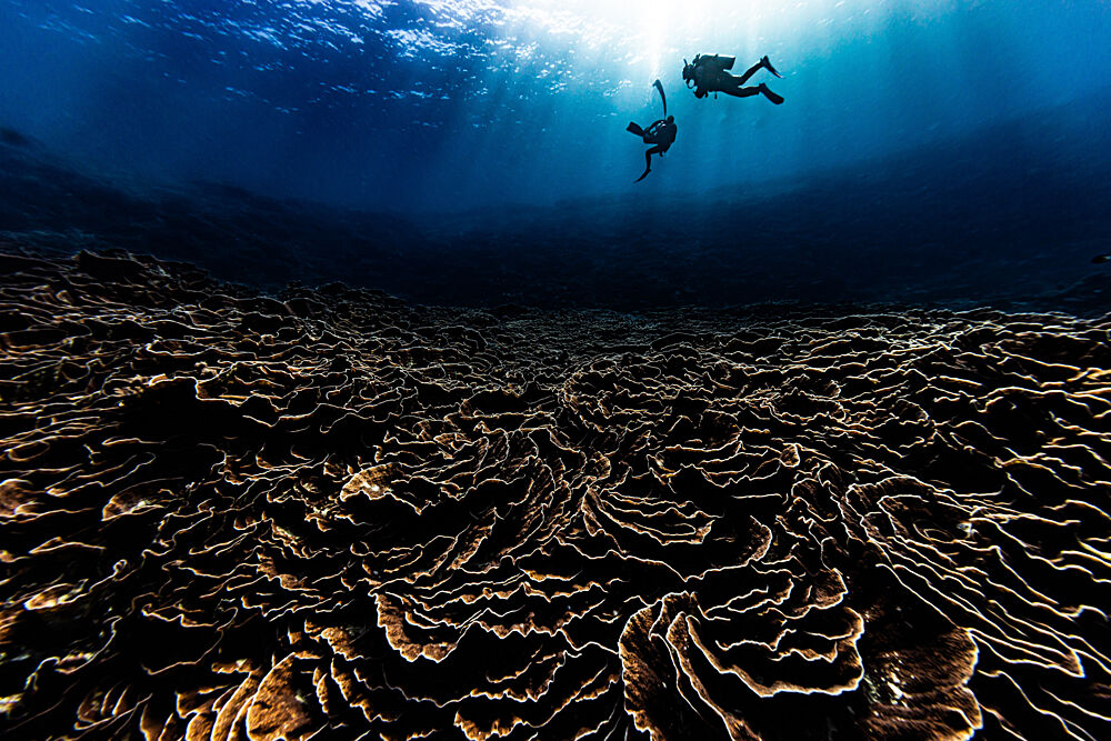 Sunlit Coral Reef Divers art print by Tomoyuki Fujikawa for $57.95 CAD