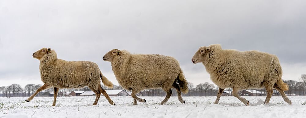 Walking Sheep in Snow art print by Gert van den Bosch for $57.95 CAD