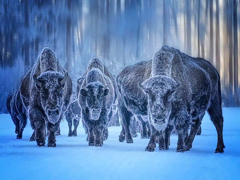 Frosted Bison in Winter art print by Yuan Su for $57.95 CAD