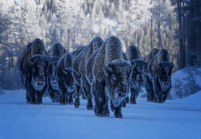 Frosty Winter Bison art print by Yuan Su for $57.95 CAD