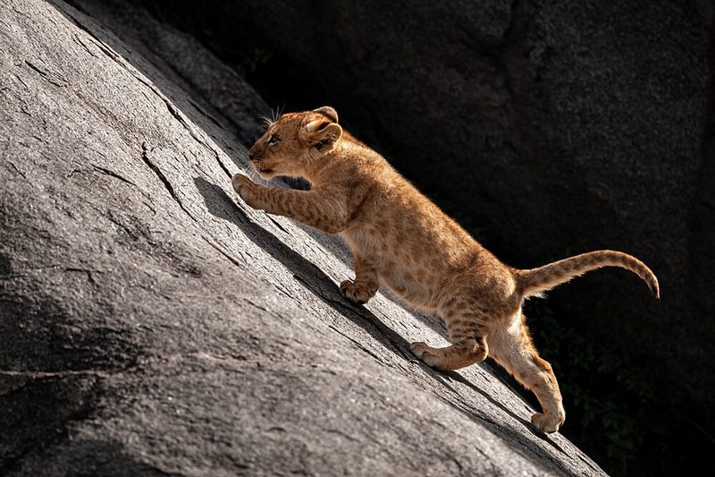 Little Lion Cub Climbing art print by Massimo Felici for $57.95 CAD