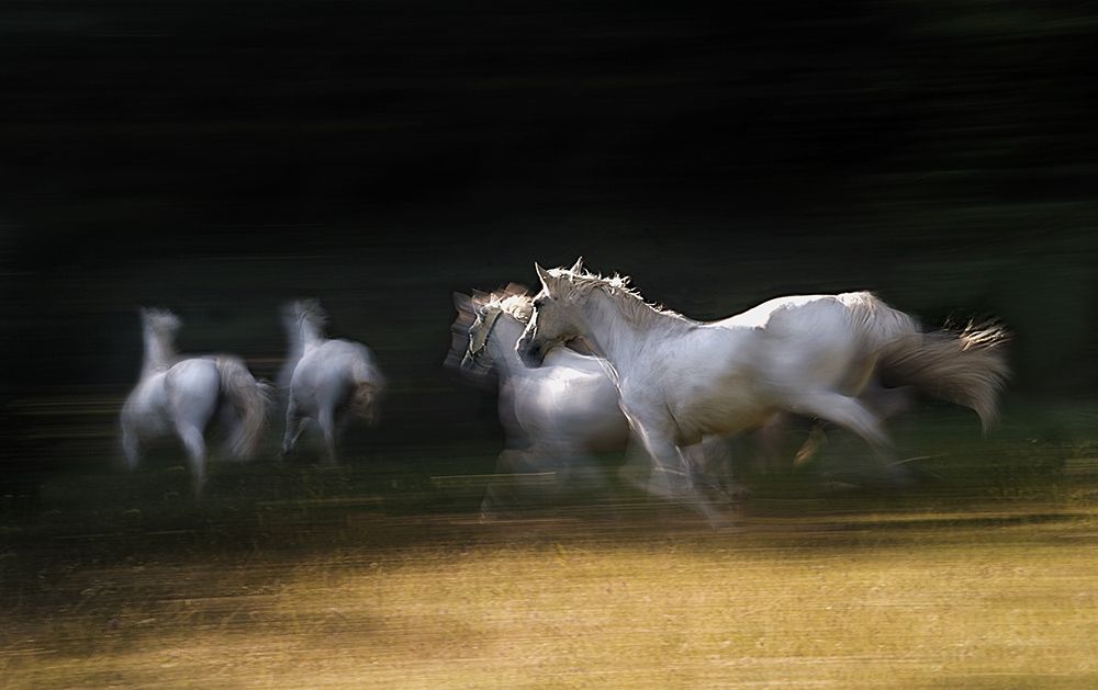 gallop through a shadow art print by Milan Malovrh for $57.95 CAD