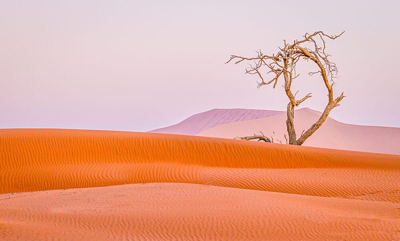 Lonely Desert Tree art print by Diana Rao for $57.95 CAD