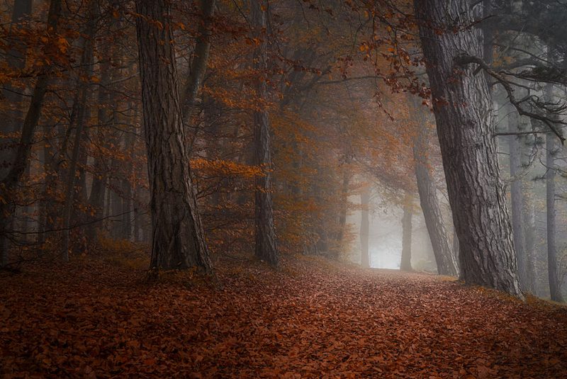 Misty Autumn Forest Path art print by Norbert Maier for $57.95 CAD