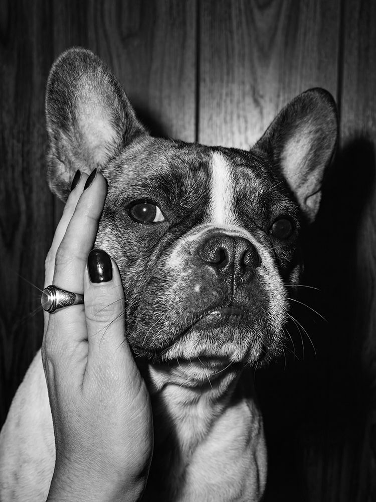 Petting a Frenchie art print by Andreas Magnusson for $57.95 CAD