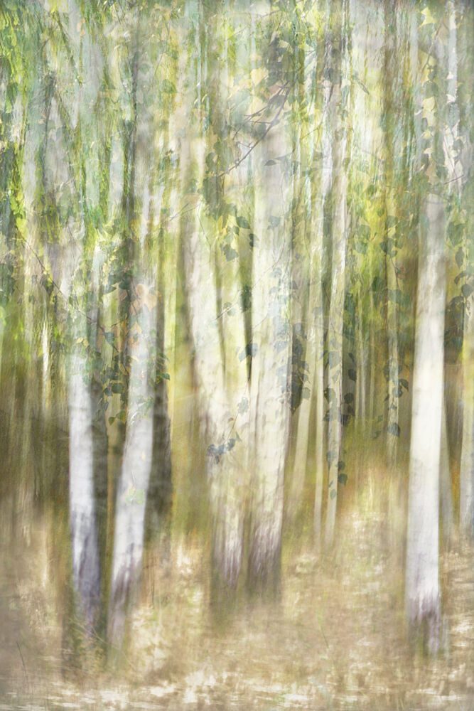 Dreamy Aspen Forest art print by Christina Sillen for $57.95 CAD