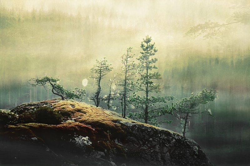 Misty Forest Pines art print by Christina Sillen for $57.95 CAD