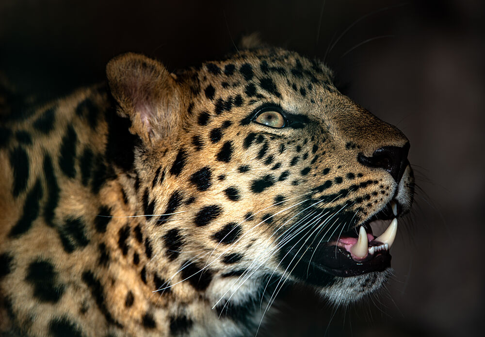 Fierce Leopard Gaze art print by Keller for $57.95 CAD