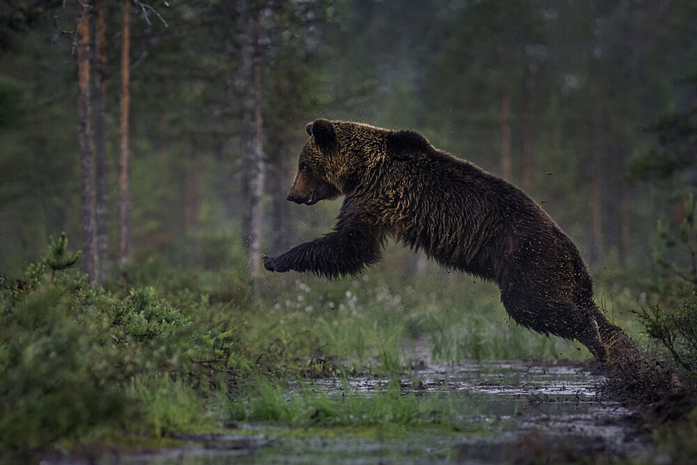 Leaping Brown Bear art print by Georg Scharf for $57.95 CAD