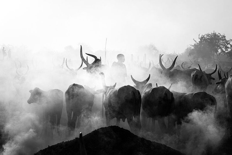 Hazy Cattle Herding art print by Svetlin Yosifov for $57.95 CAD