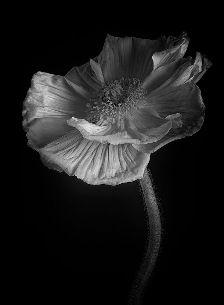 Elegant Black and White Poppy art print by Penny Myles for $57.95 CAD