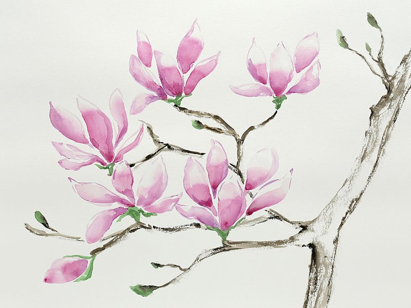 Delicate Pink Magnolias art print by Natalie Bruns for $57.95 CAD