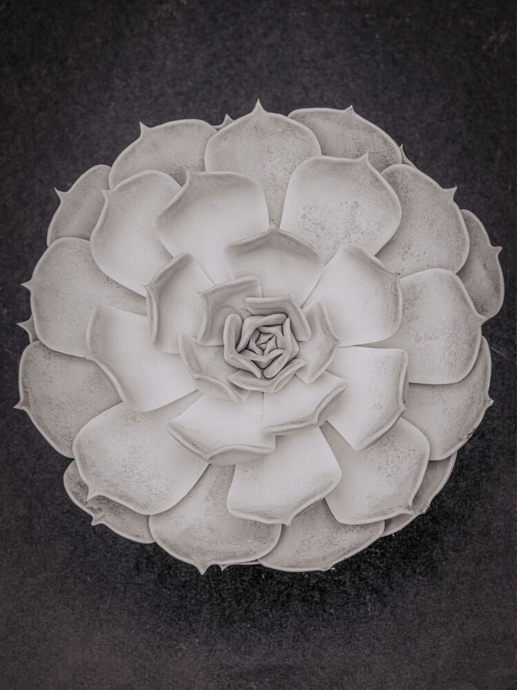 Monochrome Succulent Rosette art print by Pictufy Studio III for $57.95 CAD