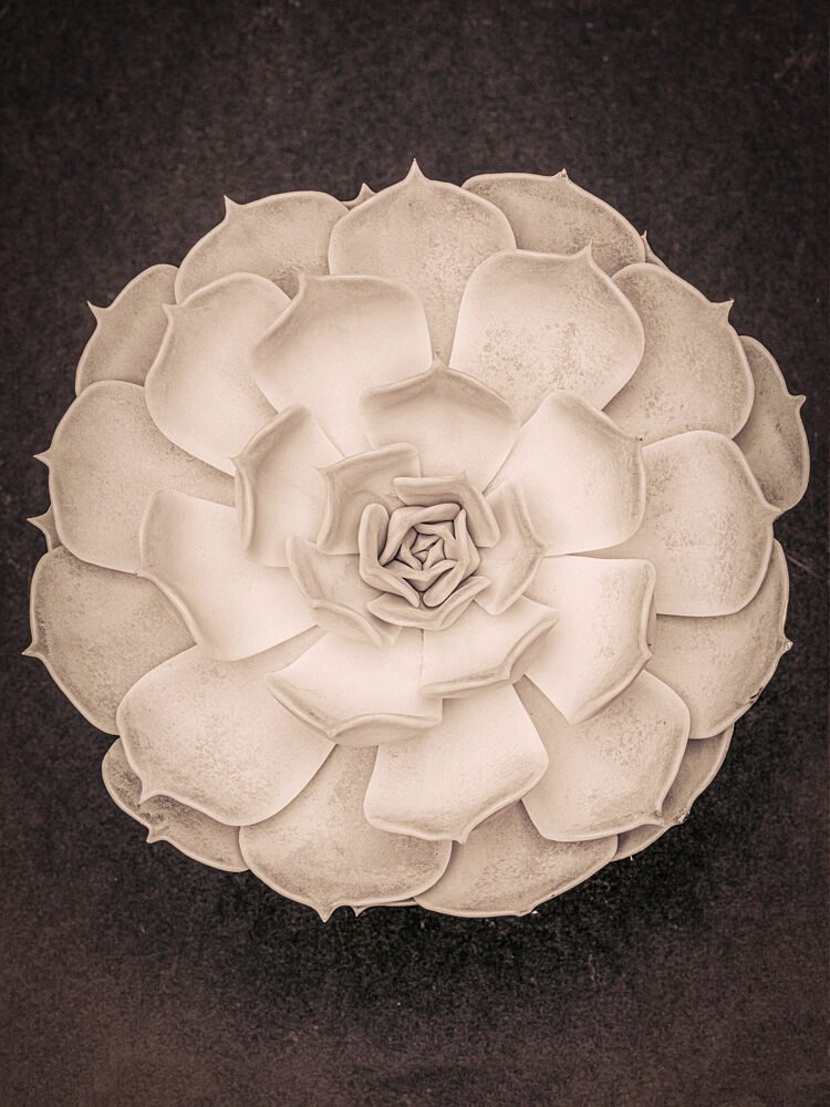 Elegant Succulent Rosette art print by Pictufy Studio III for $57.95 CAD
