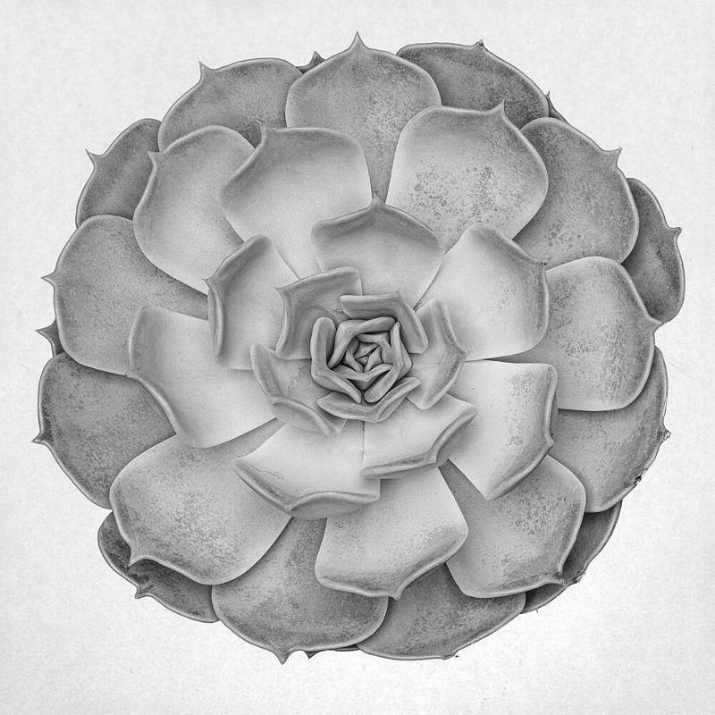 Natural Succulent Pattern art print by Pictufy Studio III for $57.95 CAD
