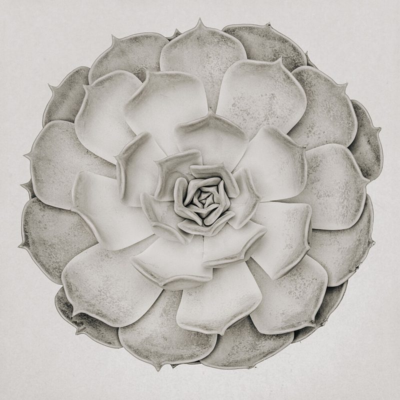 Monochrome Succulent Rosette art print by Pictufy Studio III for $57.95 CAD