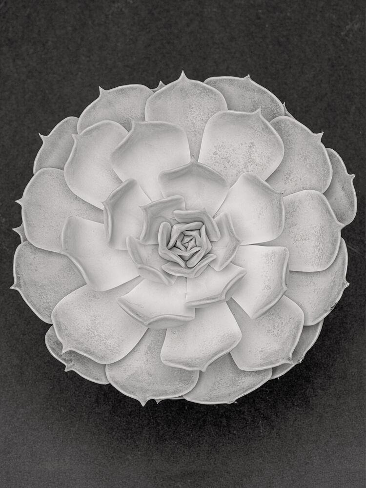 Monochrome Succulent Bloom art print by Pictufy Studio III for $57.95 CAD