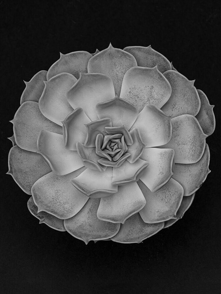 Monochrome Succulent Rosette art print by Pictufy Studio III for $57.95 CAD