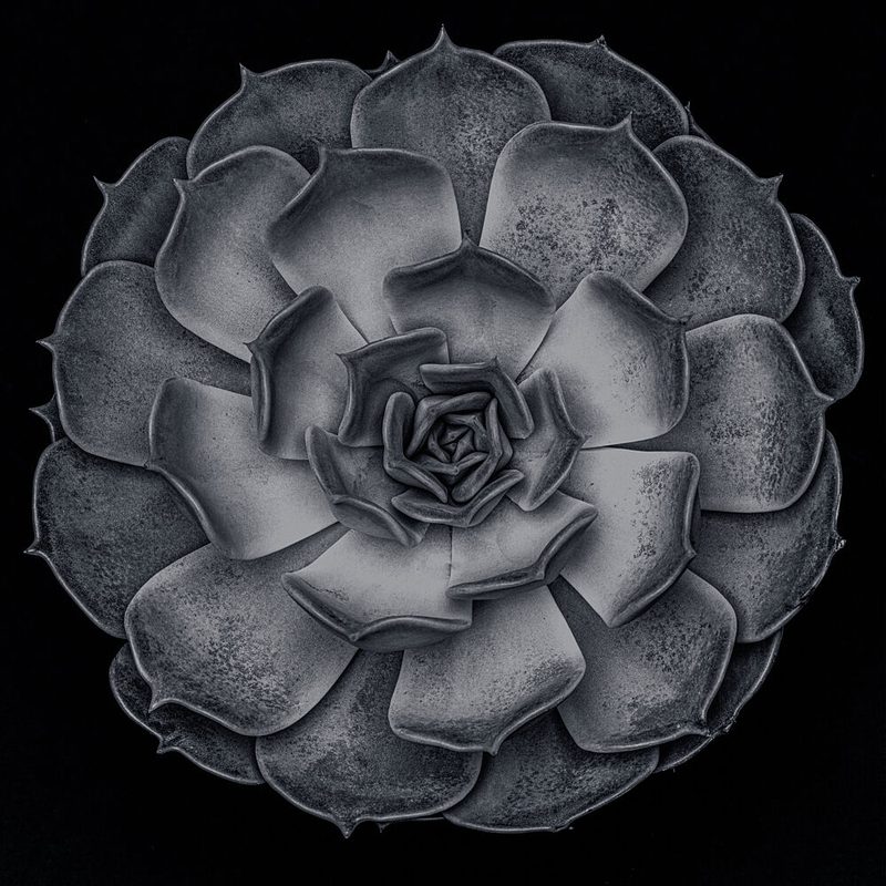 Monochrome Succulent Rosette art print by Pictufy Studio III for $57.95 CAD