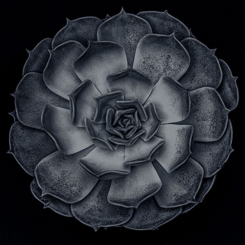 Dark Succulent Rosette art print by Pictufy Studio III for $57.95 CAD