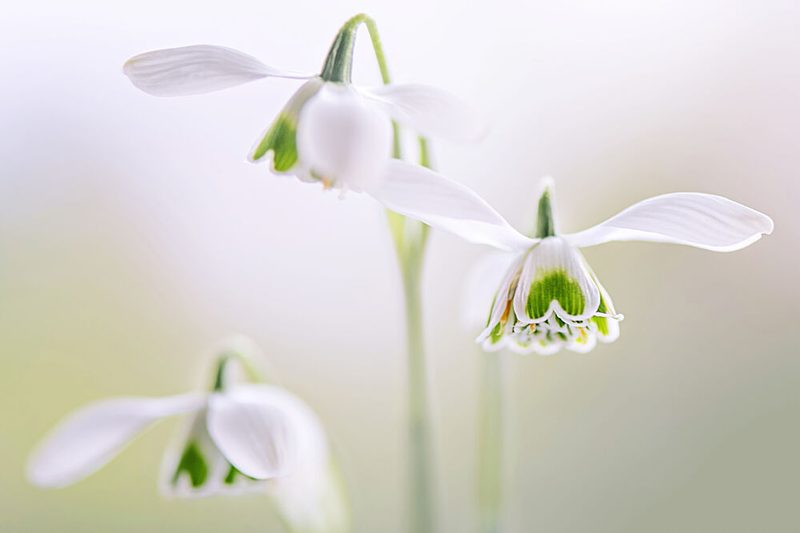 Delicate Spring Snowdrops art print by Jacky Parker for $57.95 CAD