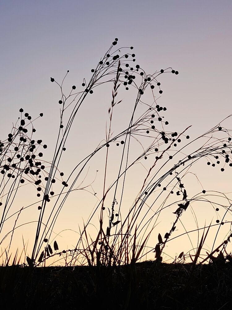 Golden Hour Grass Silhouettes art print by Ohkimiko for $57.95 CAD