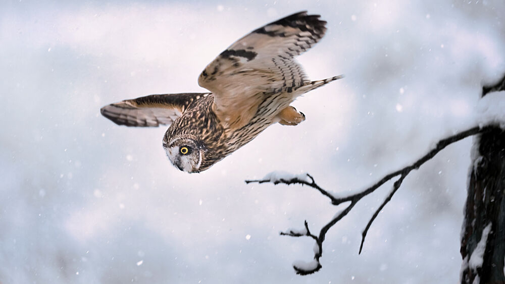Majestic Owl in Snow art print by Dan Luo for $57.95 CAD