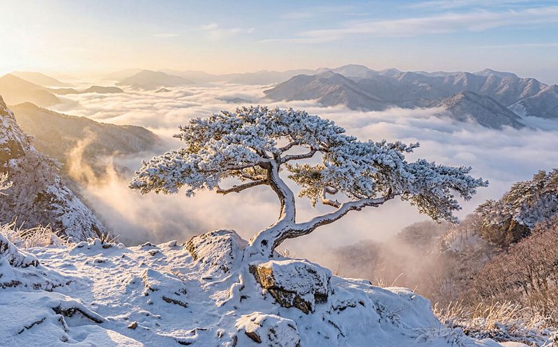 Snowy Pine Mountain Sunrise art print by Jaeyoun Ryu for $57.95 CAD