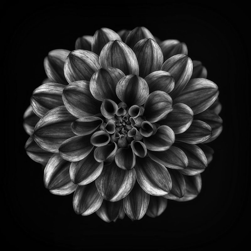 Elegant Monochrome Dahlia art print by Lotte Gronkjaer for $57.95 CAD