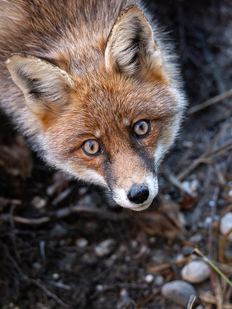 Curious Red Fox art print by Peter Voljc for $57.95 CAD