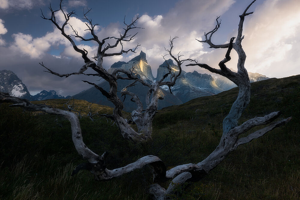 Bare Trees Glowing Mountains art print by Kristel Dickau for $57.95 CAD