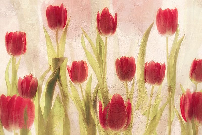 Happy Tulips art print by Nel Talen for $57.95 CAD