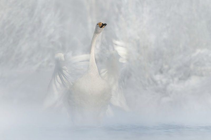 Misty Winter Swan art print by Olga Rudchenko for $57.95 CAD