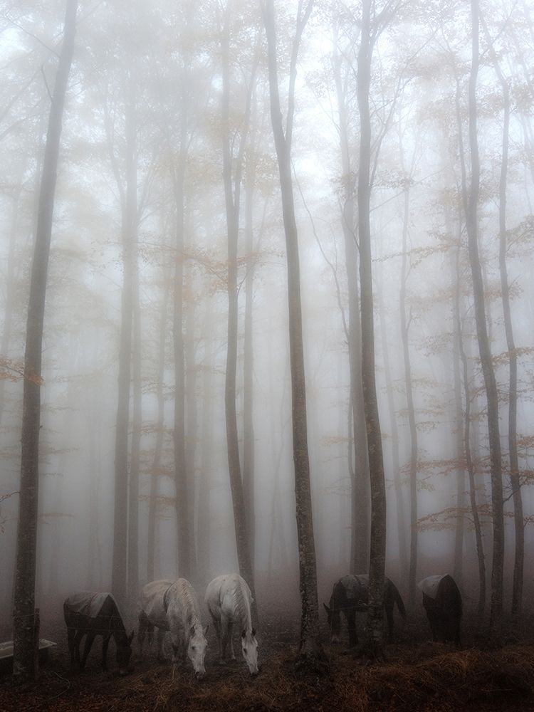 Fog art print by Francesco Martini for $57.95 CAD
