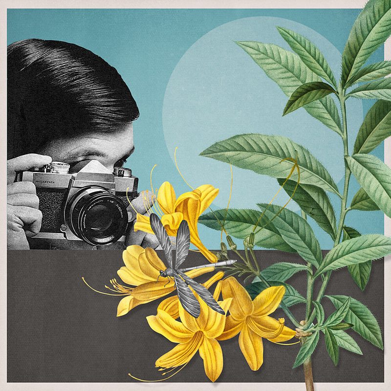 Nature Photographer Yellow Blooms art print by Marja van den Hurk for $57.95 CAD