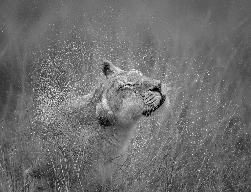 Wild Lioness Splash art print by Yunqiang LI for $57.95 CAD
