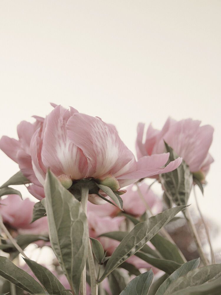 Gentle Pink Peonies art print by Stephanie Klatt for $57.95 CAD